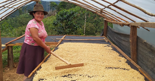 Dalila Godoy: Ejemplo de Perseverancia y Excelencia en la Caficultura de Huánuco